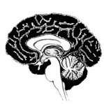 Néocortex